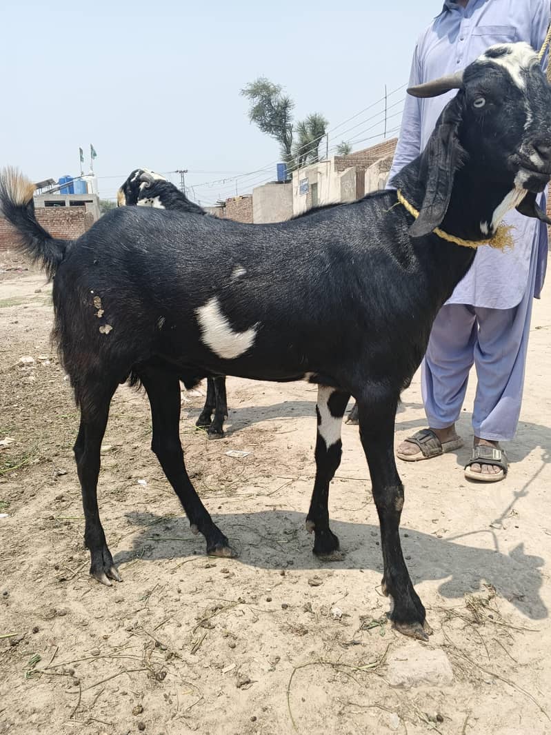 دوندے بکرے 5