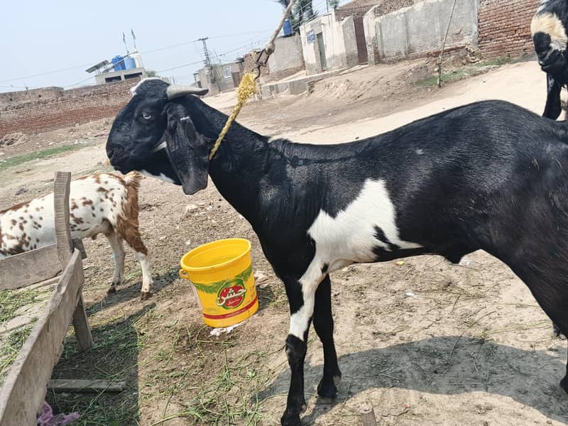 دوندے بکرے 6