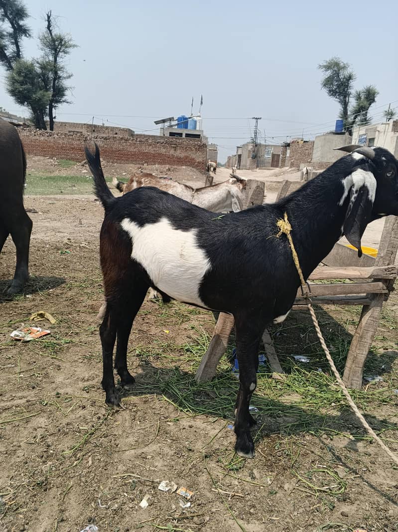 دوندے بکرے 7