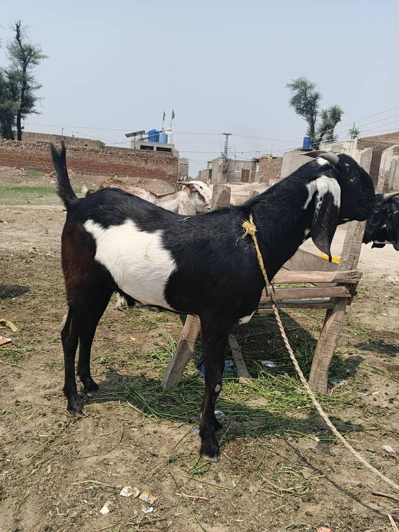 دوندے بکرے 8