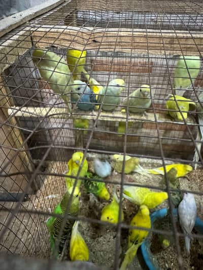 Australian parrots