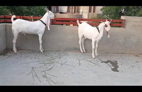 Gulabi bakry 2 dant