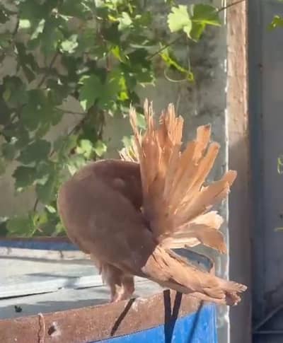 English modern fantail chick's.