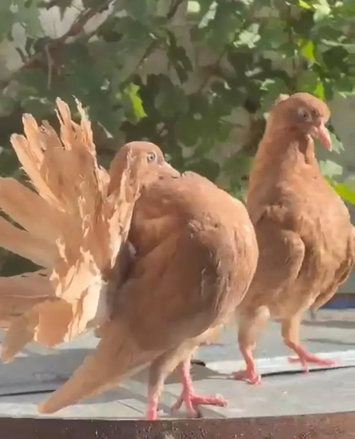 English modern fantail chick's. — photo 2
