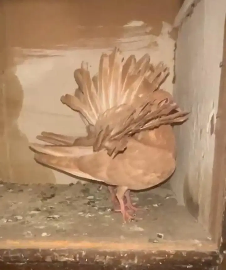 English modern fantail chick's. — photo 3