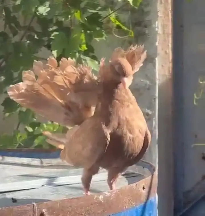 English modern fantail chick's. — photo 4