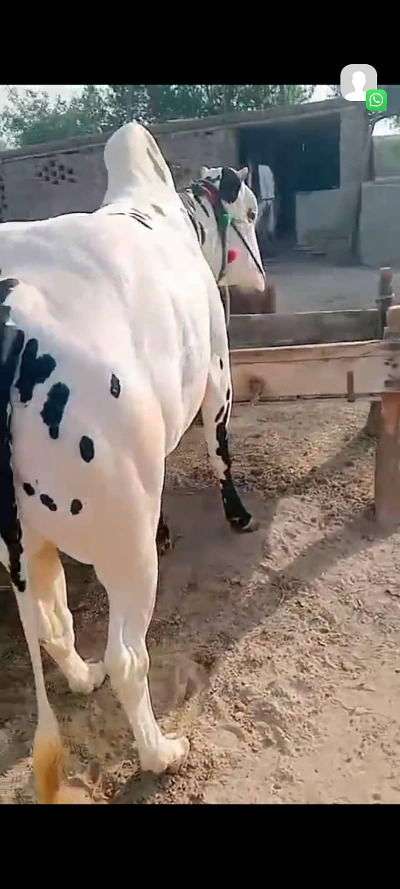 bachra 1