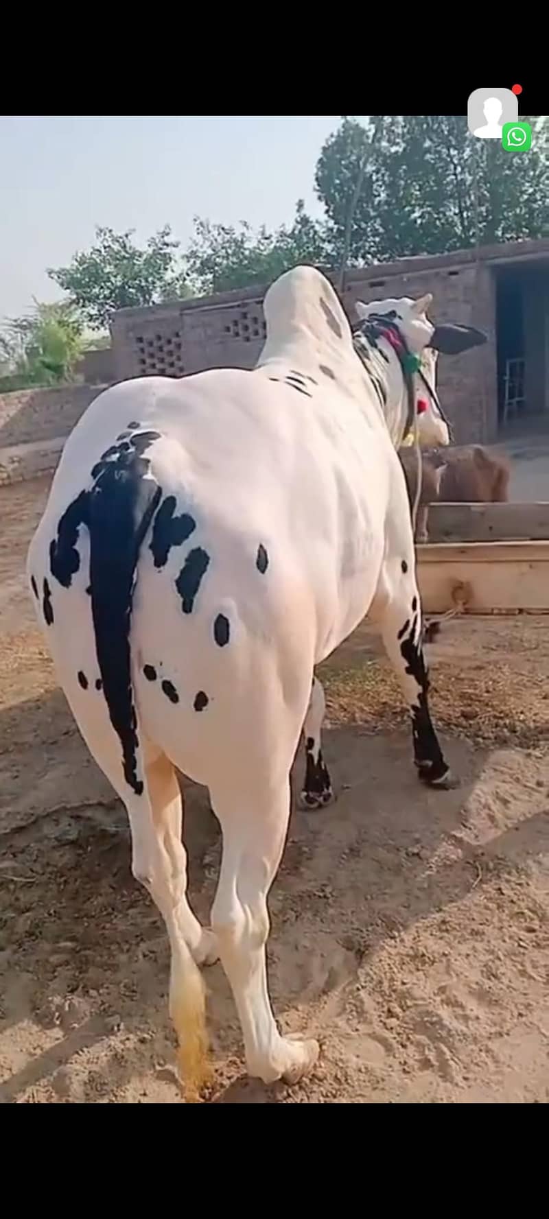 bachra 4