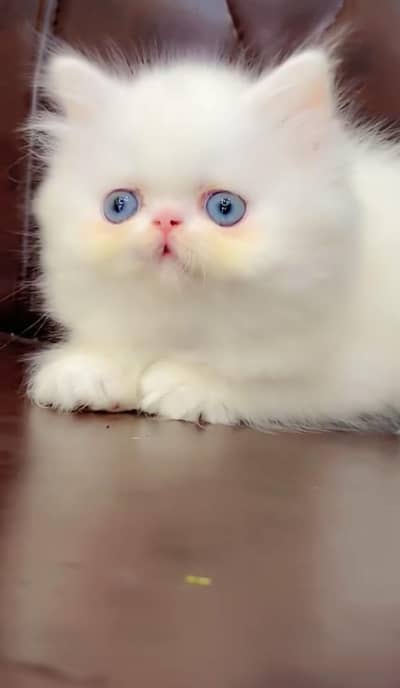 pure Persian cats vaccinated triple coated/WhatsApp 03316360929