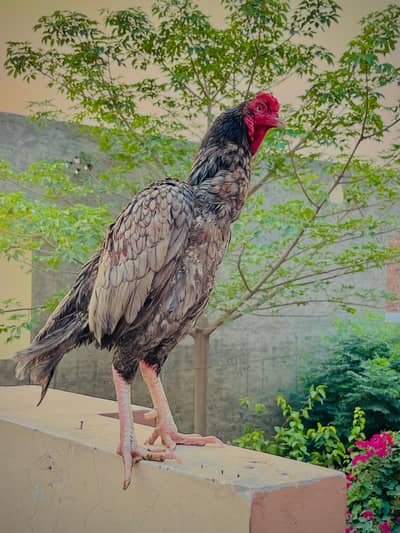 Pure Aseel Reza Home breed