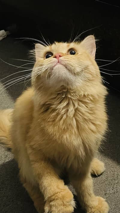 Persian Cat