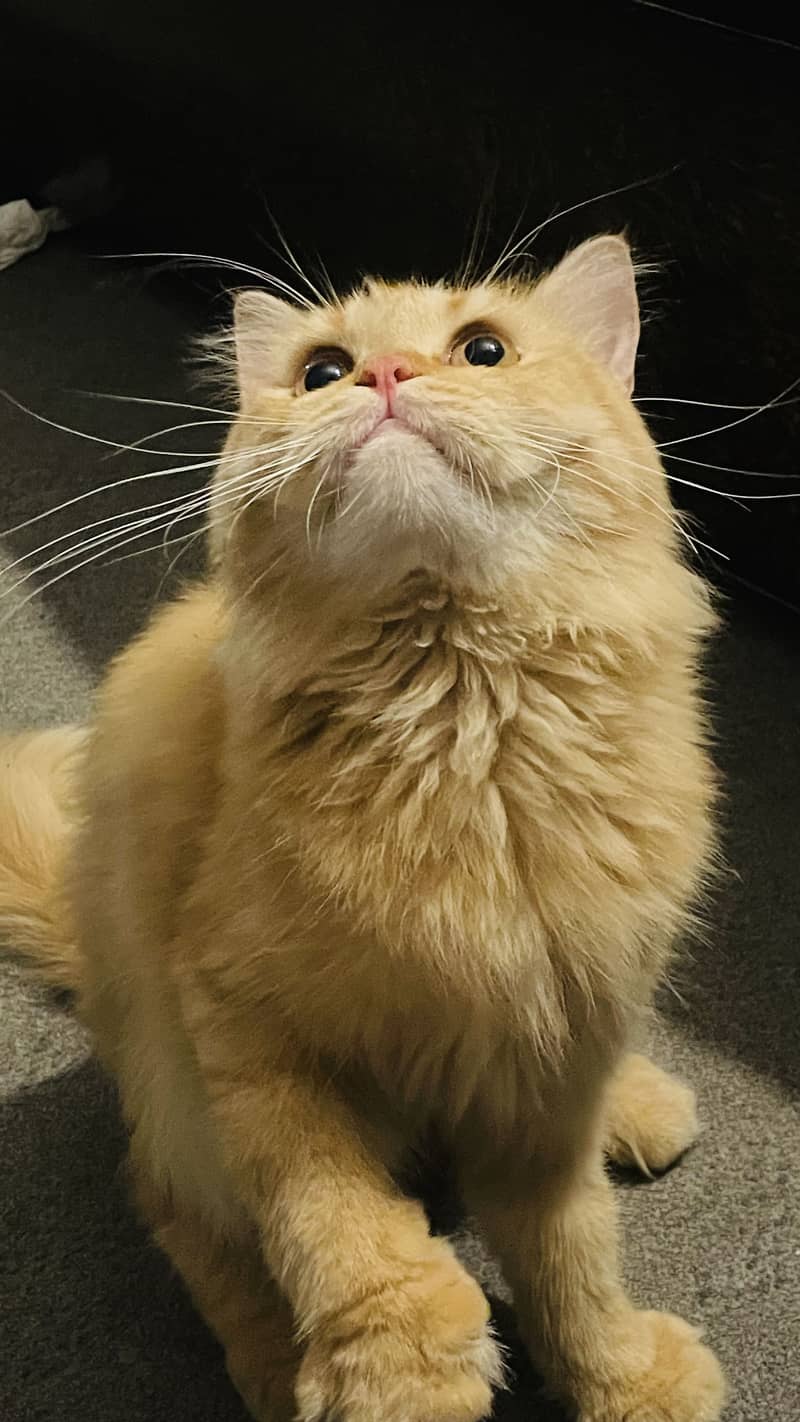 Persian Cat 0