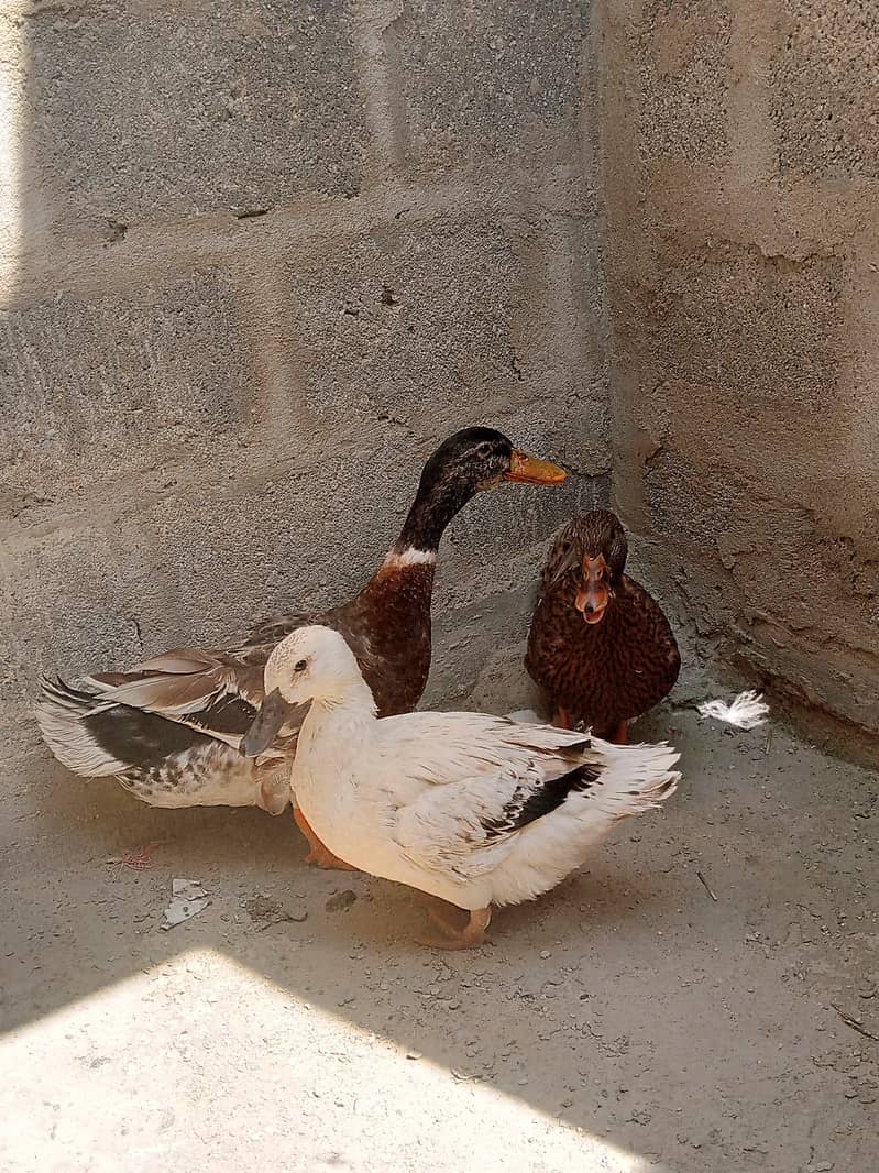 3 pice ducks 0