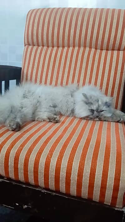 Persian cat for sale