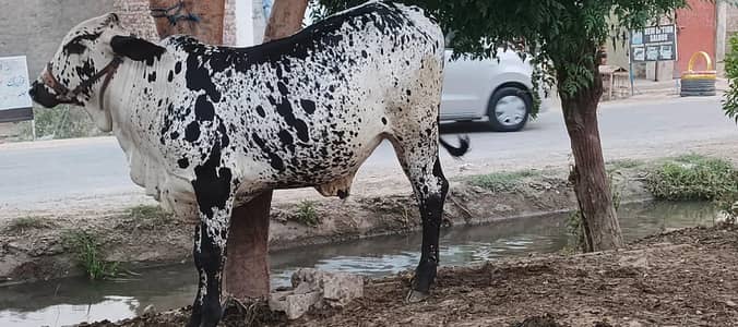 cow wacha