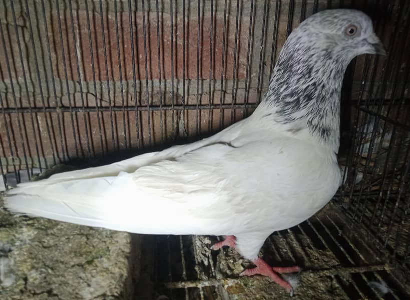 kaboter 2