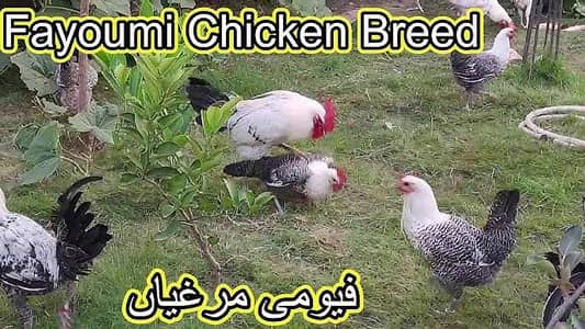 Misri fayomi eggs laying & 2 months chicks available