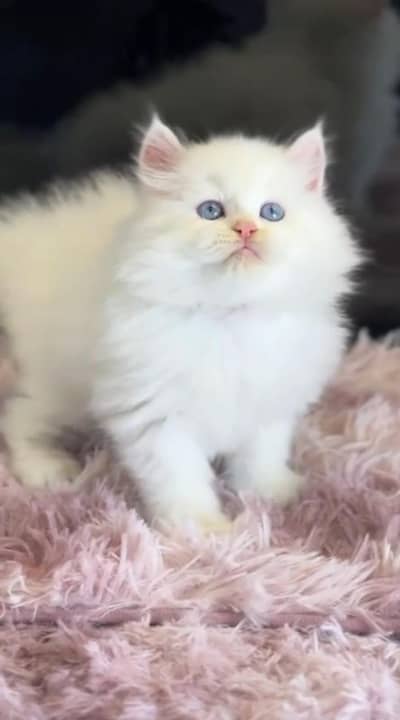 pure Persian cats vaccinated triple coated/WhatsApp 03316360929