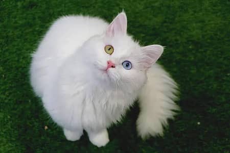 white persian odd eyes