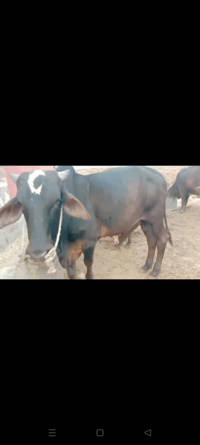 sahiwali bull for sale