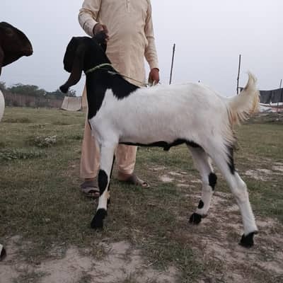 02 dant bakra