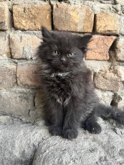 black kitten for sale