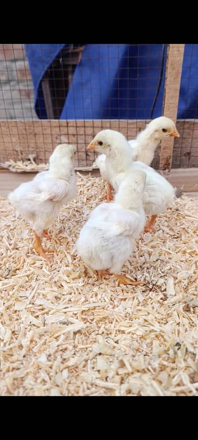 FRK BIRDS FANCY POULTRY