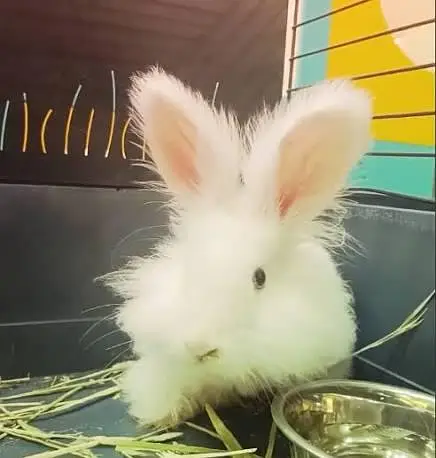 Angora White Rabbit — photo 3