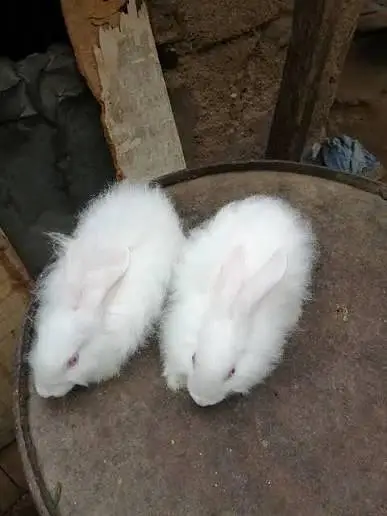 Angora White Rabbit — photo 5