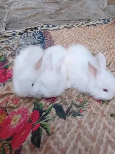 Angora White Rabbit — photo 7