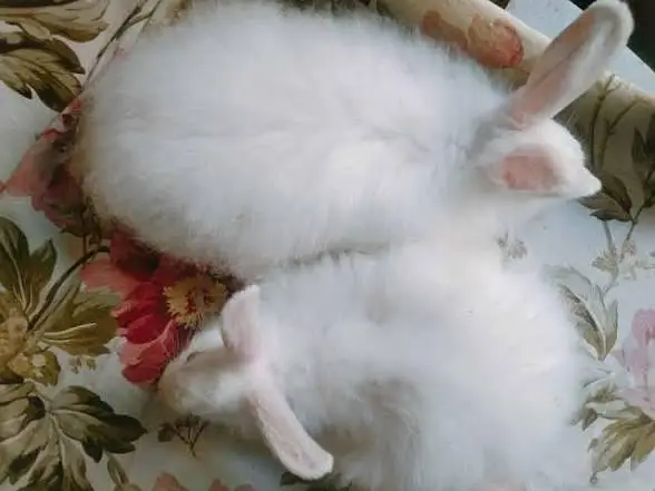 Angora White Rabbit — photo 8