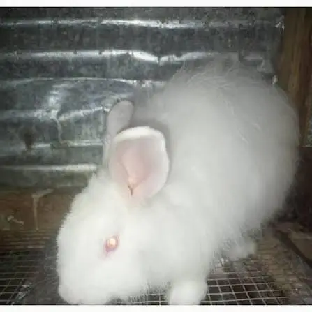 Angora White Rabbit — photo 9