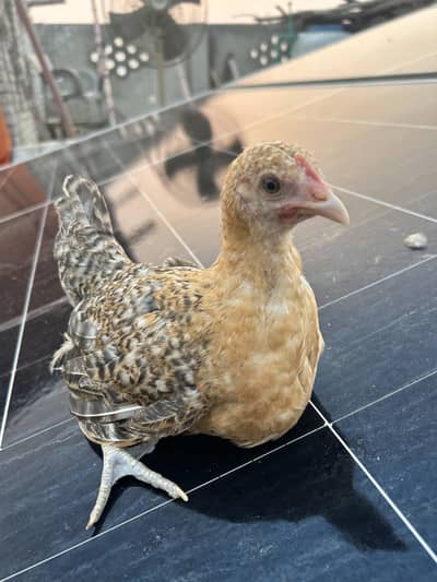 Mishri , Austurloop , RIR etc desi chicks of different age r available