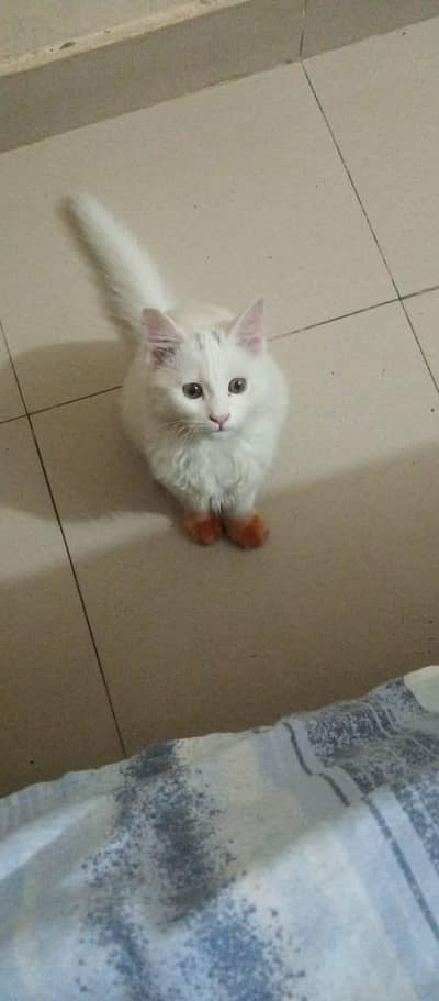 persian female cat