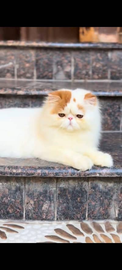 pure Persian cats vaccinated triple coated/WhatsApp 03316360929