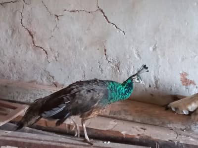 02 peahens available for sale egg laying