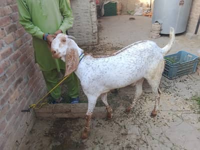 makhee cheena bakra