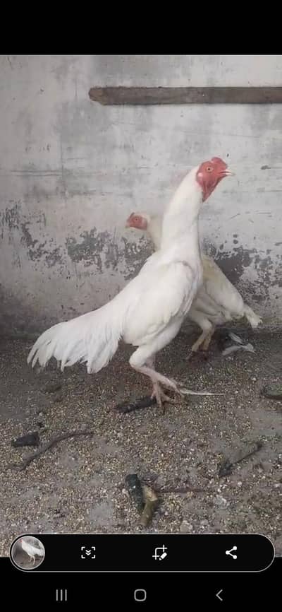 high quality heera  and lasani pair for sale jis bhai ko chahiye ho ra