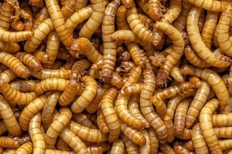 Live Mealworms USA Bread Bird's & fish feed