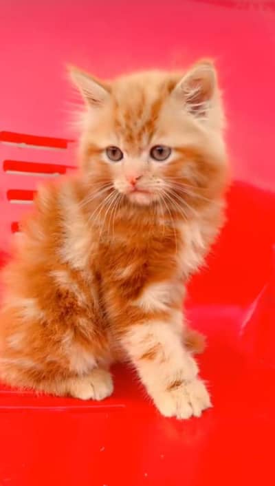 pure Persian cats vaccinated triple coated/WhatsApp 03316360929