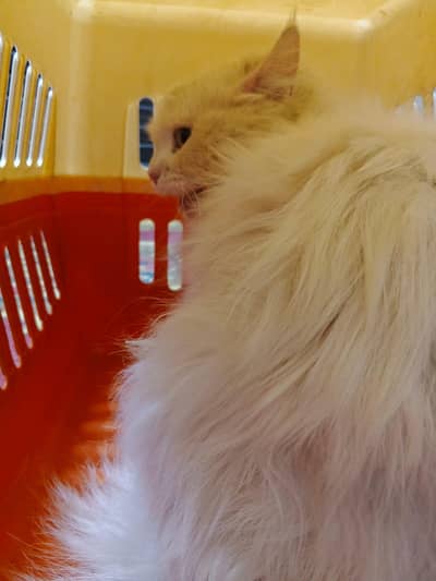triple coated cat