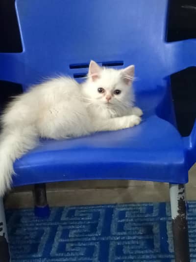 Pure Persian Kittens (Triple Coated Layers)