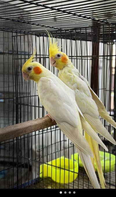 cookteil parrots