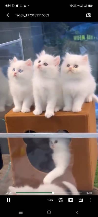 pure Persian cats vaccinated triple coated/WhatsApp 03316360929
