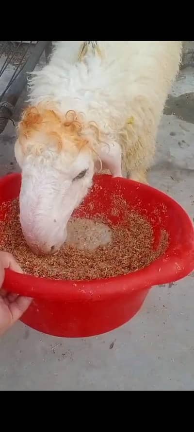 Bakra . Goat . sheep chatra . Qurbani Ka janwar 2 dant Ghar Ka pala howa