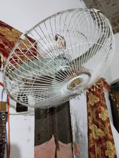 yah pakka bechna hai humne