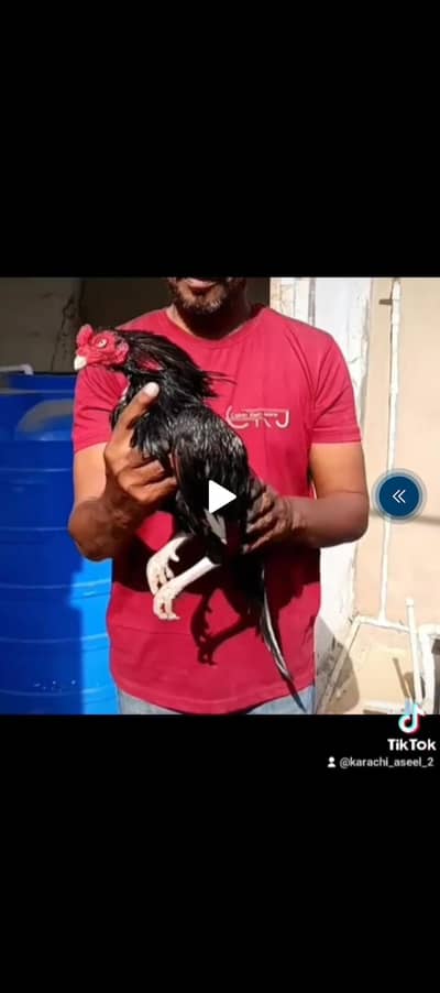 AMROHA CHICKS AVAILABLE 03128281531