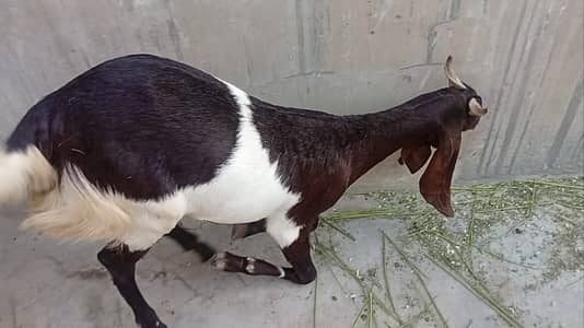 Qurbani 2026 2 Danth Khassi