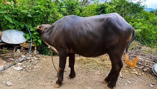 Small behns for sale Havelian