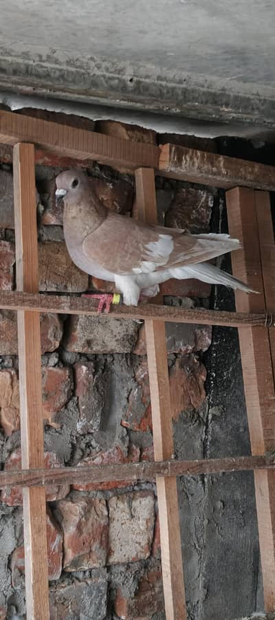 pigeon Desi male